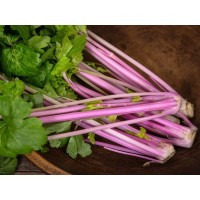 Celery - Chinese Pink 