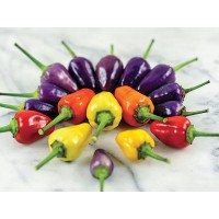 Pepper - hot - Chinese Five Colour 