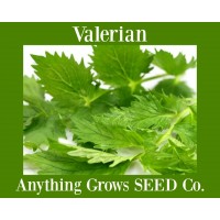 Herb - Valerian
