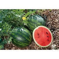 Melon - Watermelon - Mini Love