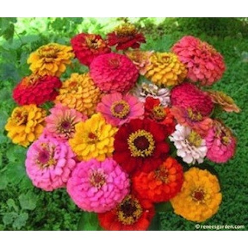Zinnia Cut Come Again Heirloom